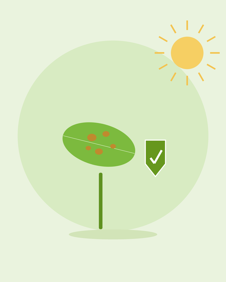 Flache Illustration eines gefleckten Blattes neben einem grünen Schutzschild — häufige Pflanzenkrankheiten vorbeugen, von SeedsChoice