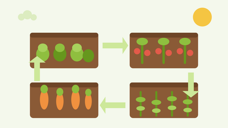 Fruchtwechsel leicht gemacht — flache Illustration von vier Gemüsebeeten mit Kohlgewächsen, Tomaten, Wurzelgemüse und Hülsenfrüchten, verbunden durch Rotationspfeile