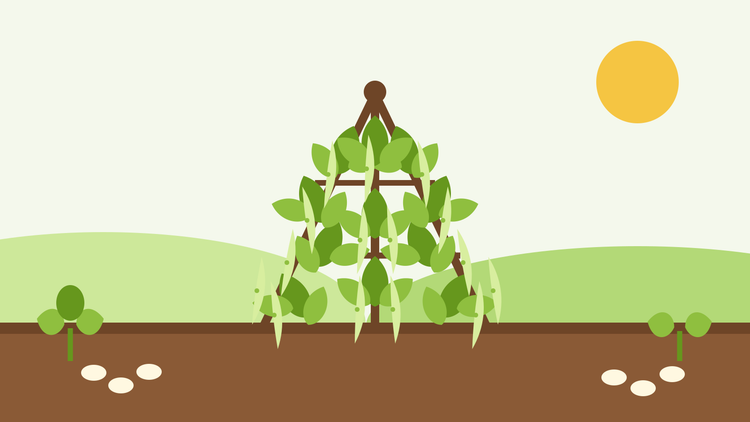 How to grow French beans from seed — flat illustration of climbing beans on a wigwam of canes with hanging pods, a bean seedling and bean seeds on the soil