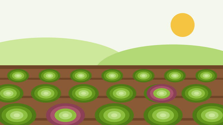 Anleitung zum Anbau von Salat aus Samen — flache Illustration von Reihen grüner und roter Salatrosetten in einem sonnigen Gemüsebeet