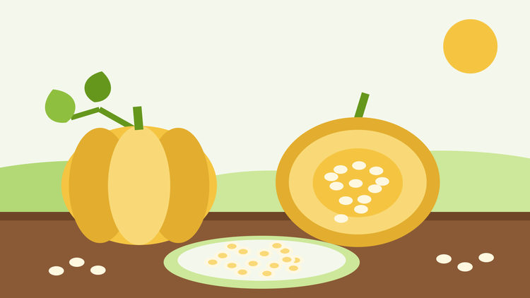 How to save pumpkin and squash seeds — flat illustration of a whole winter squash, a halved squash showing the seed cavity and a plate of seeds drying
