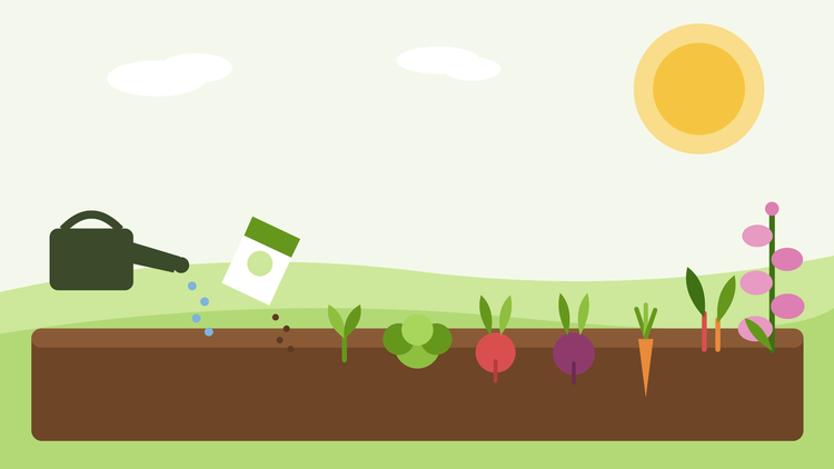 What to sow in July — flat illustration of a summer garden bed sown with salads, autumn roots and biennial foxgloves, from SeedsChoice