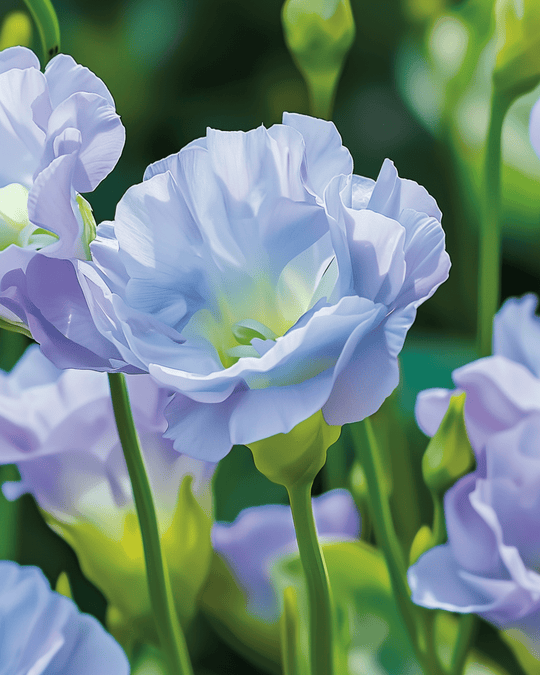 Blue flowers