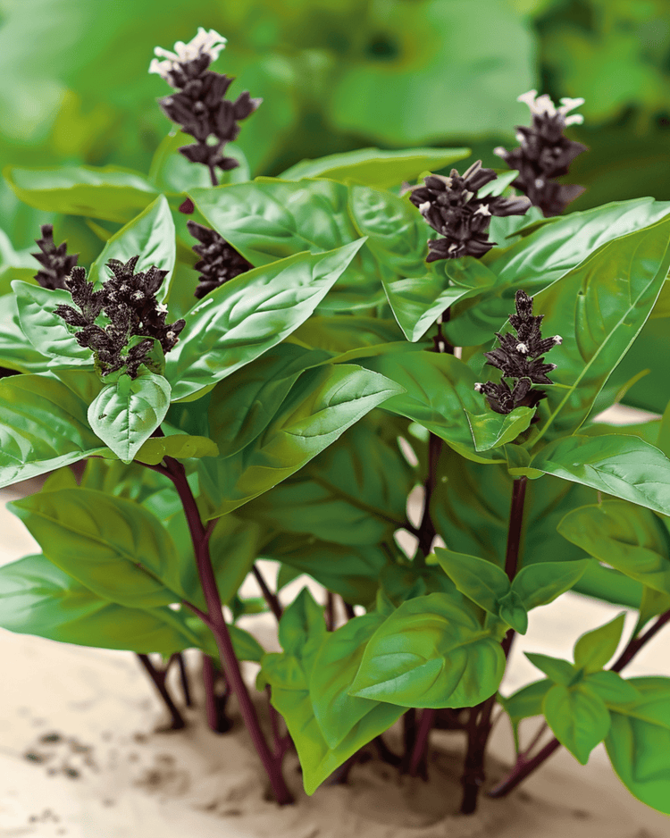 Thai basil (Ocimum basilicum) grown from seed — an easy herb for beginners