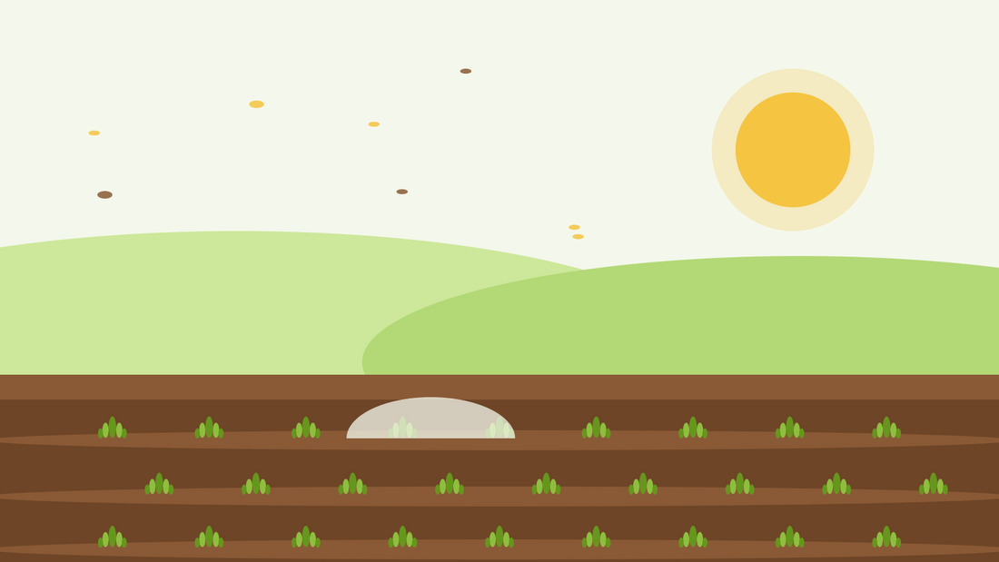 Autumn sowing hardy annuals — flat illustration of seed drills with young green rosettes under a fleece cloche and a low autumn sun