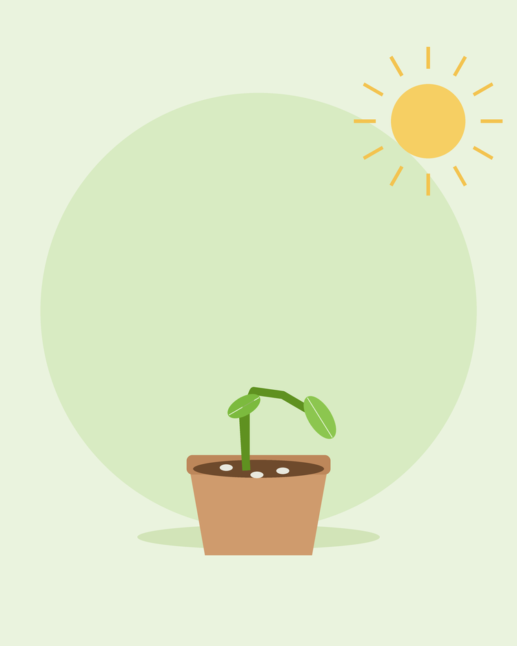 Flache Illustration eines am Stängelgrund umgefallenen Sämlings in einem Topf mit Schimmel auf der Erde — Umfallkrankheit (Damping-off), von SeedsChoice