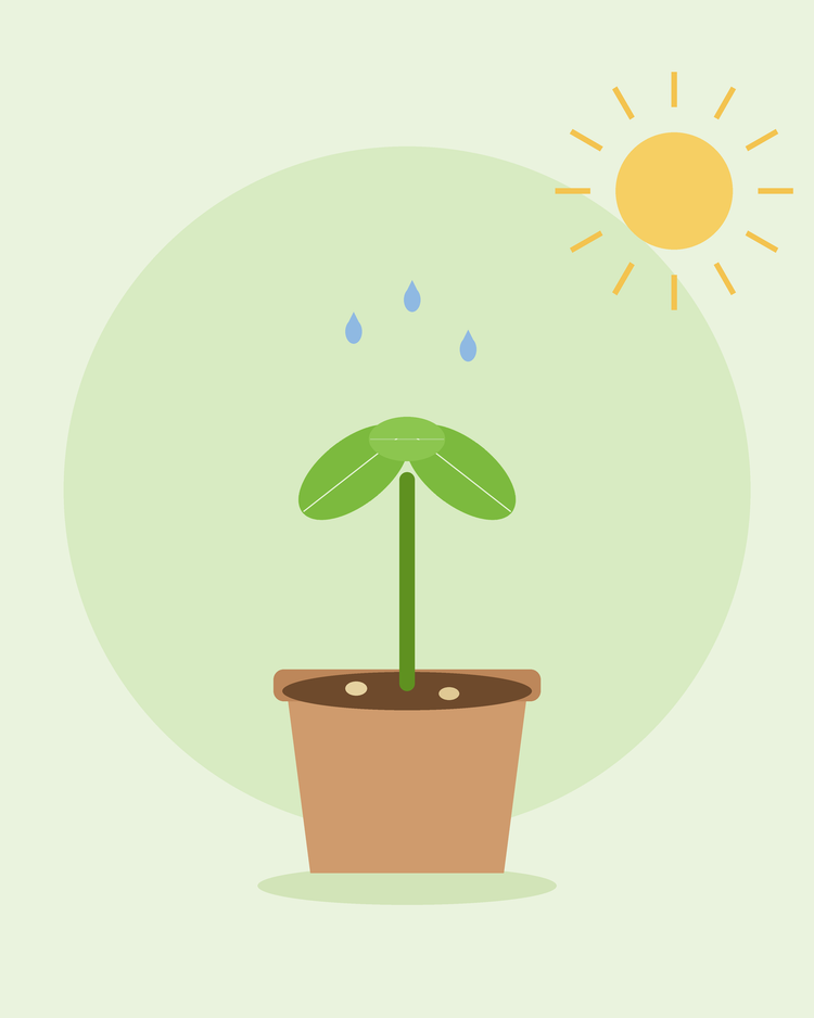 Flat illustration of a young seedling sprouting in a plant pot under the sun with water droplets — germinating seeds from SeedsChoice