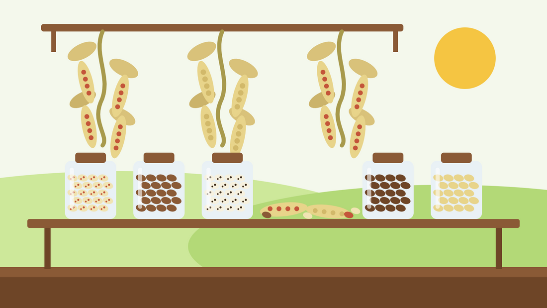 How to dry beans — flat illustration of borlotti and haricot bean plants hanging upside down to dry above a wooden shelf of jars filled with dried beans