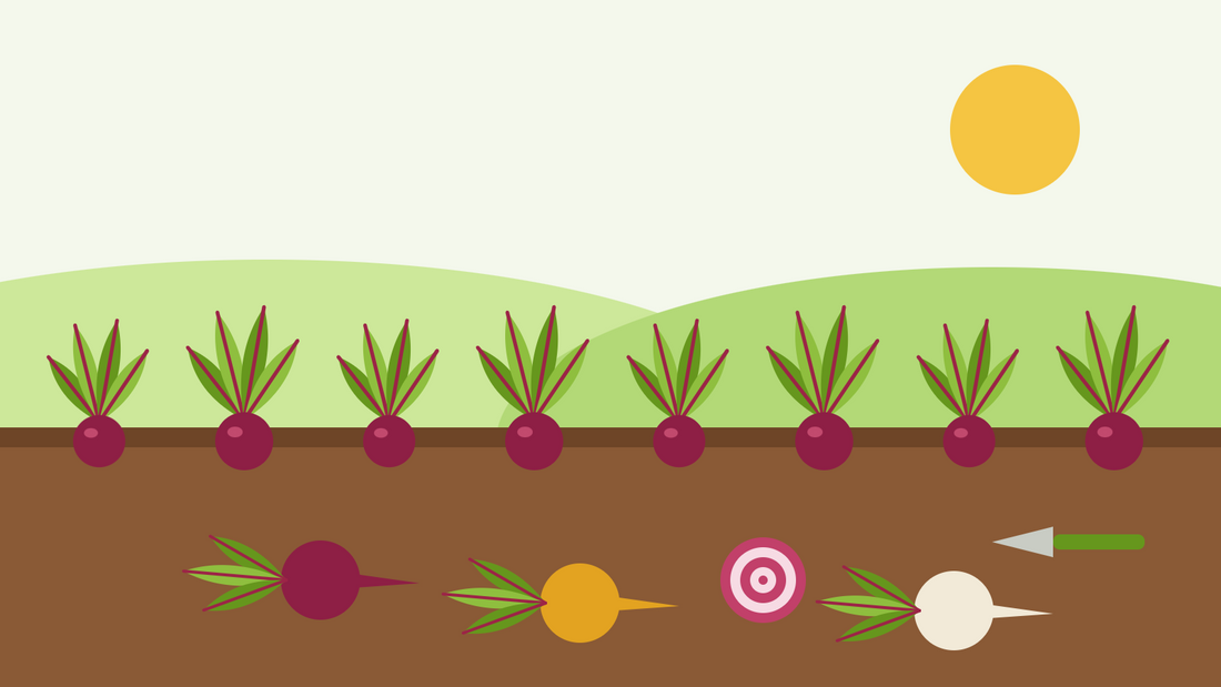 Rote Bete aus Samen ziehen — flache Illustration einer Reihe Roter Bete mit grünem Laub im Beet, daneben geerntete rote, gelbe und weiße Rüben und eine geringelte Chioggia-Scheibe