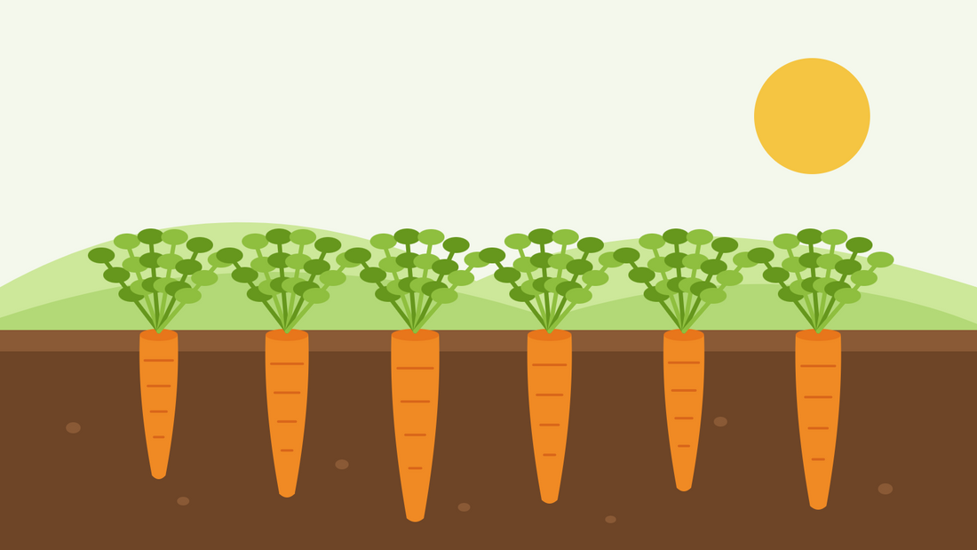 How to grow carrots from seed — flat illustration of a row of orange carrots in a soil cross-section with feathery green tops under a low sun