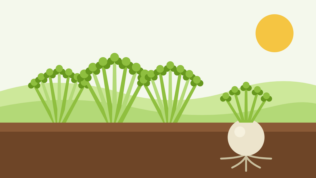 How to grow celery from seed — flat illustration of three celery plants with ribbed stalks beside a celeriac root swelling below the soil