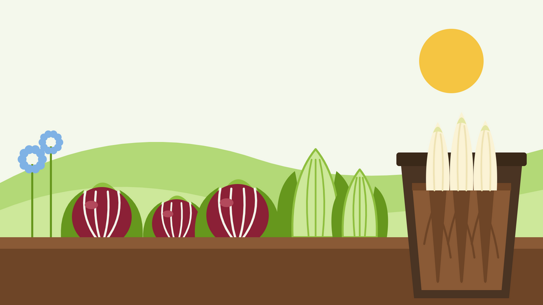 How to grow chicory from seed — flat illustration of red radicchio heads and pale sugarloaf chicory in a vegetable bed beside a cross-section of a forcing pot with white witloof chicons growing from roots in the dark
