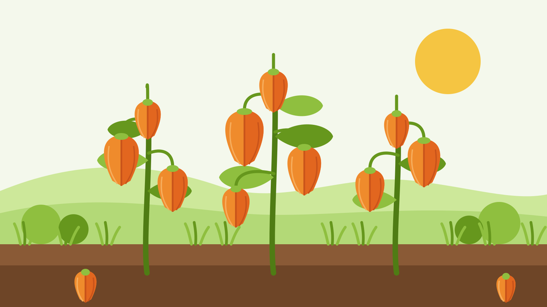 How to grow Chinese lanterns from seed — flat illustration of Physalis alkekengi plants with hanging orange papery lanterns above a garden bed
