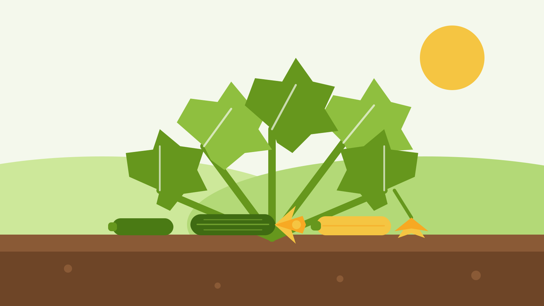 How to grow courgettes from seed — flat illustration of a courgette plant with broad lobed leaves, green and yellow fruits and open yellow flowers on the soil