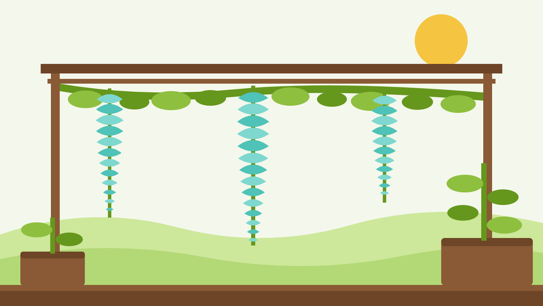 How to grow jade vine from seed — flat illustration of a pergola with long turquoise Strongylodon macrobotrys flower racemes hanging from a leafy climbing vine