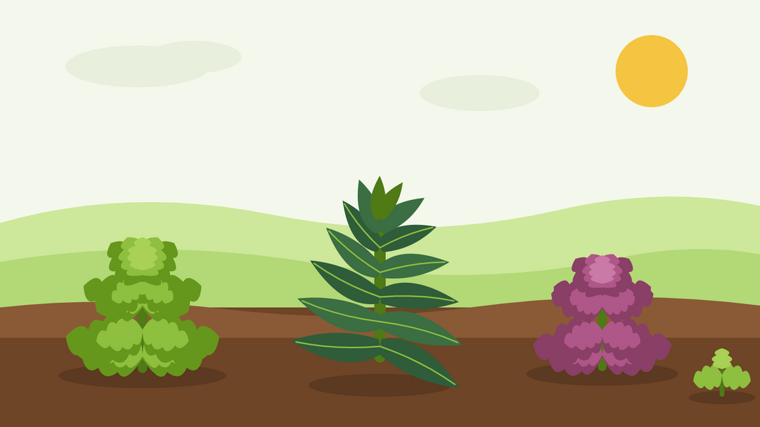 How to grow kale from seed — flat illustration of curly kale, cavolo nero and red kale growing in a winter vegetable bed