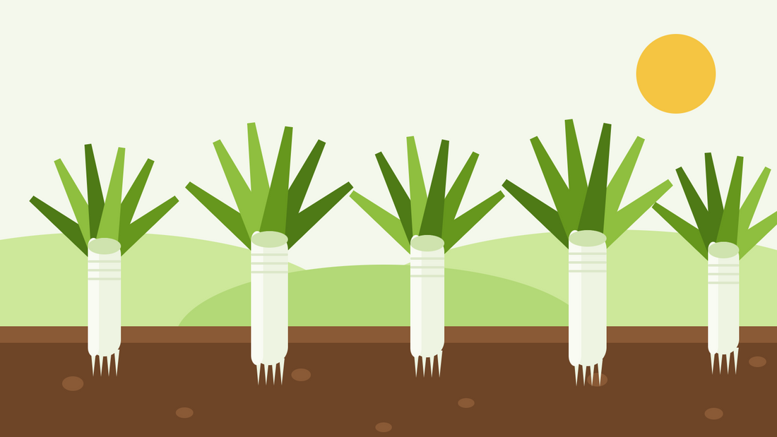How to grow leeks from seed — flat illustration of a row of leeks with long white shafts in dark soil and blue-green leaf fans under the sun