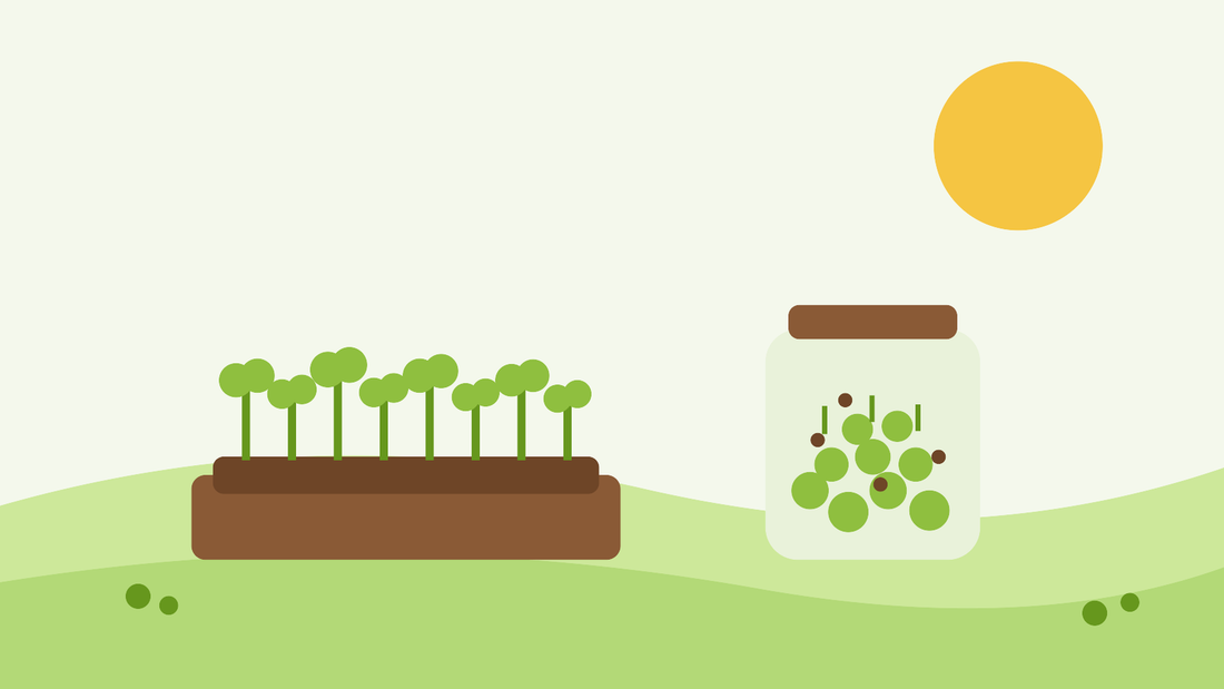 How to grow microgreens and sprouts — flat illustration of a tray of microgreens and a jar of sprouts on a windowsill
