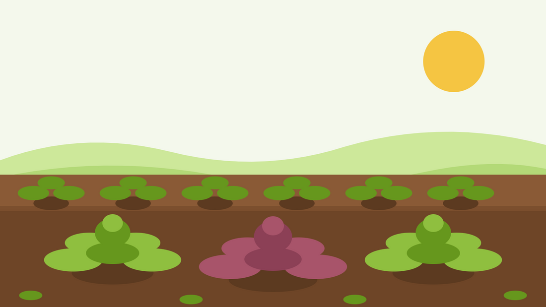How to grow mustard greens from seed — flat illustration of a vegetable bed with green and red Brassica juncea rosettes in rows under a bright sun