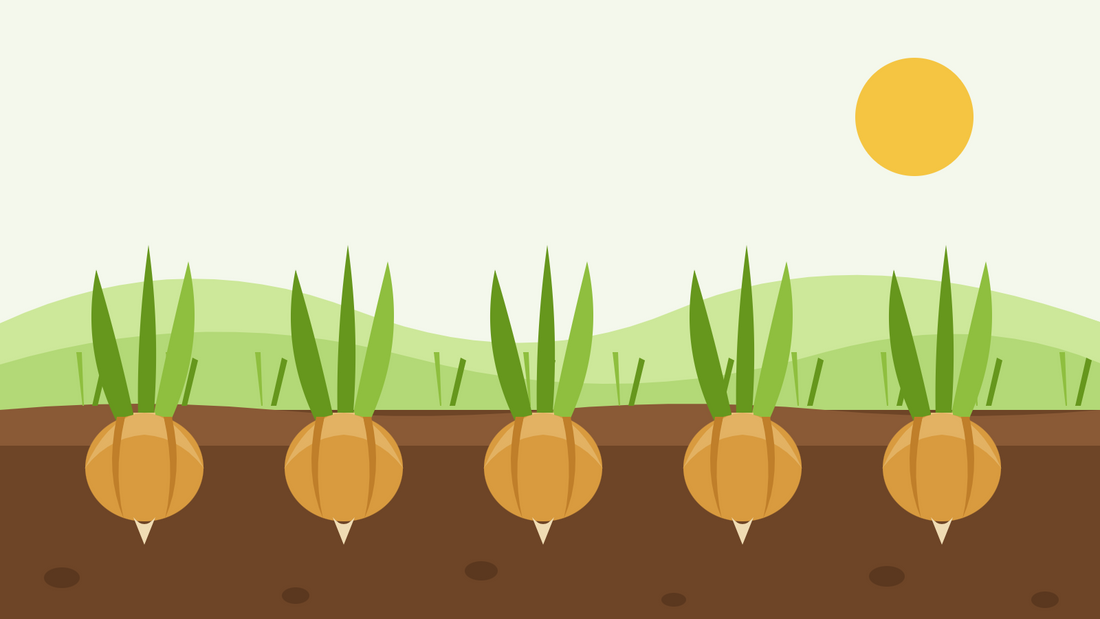 How to grow onions from seed — flat illustration of a row of ripening onion bulbs in dark soil with green tops, under a low sun