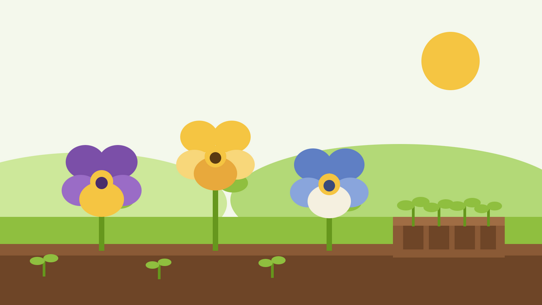 How to grow pansies from seed — flat illustration of three pansy flowers in purple, yellow and blue beside a seed tray of young seedlings