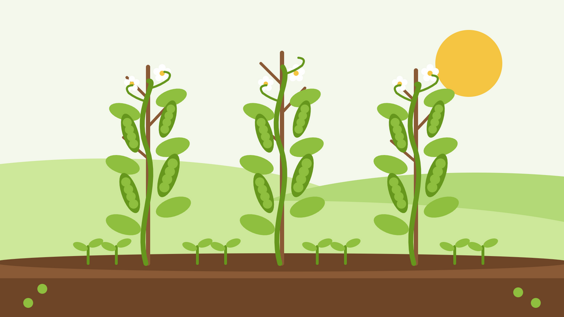 How to grow peas from seed — flat illustration of three pea plants climbing twiggy supports, with plump green pods, white flowers and a row of seedlings under a sun