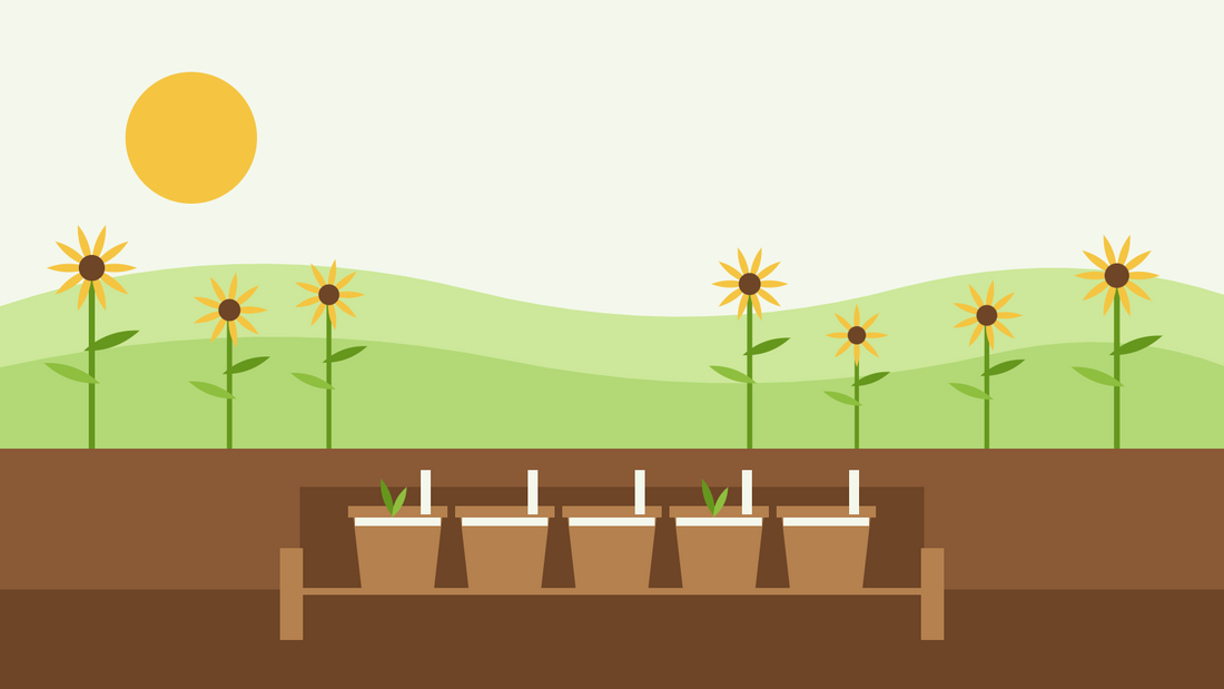 How to grow perennials from seed — flat illustration of terracotta pots of sown seed with grit topping in a wooden plunge frame, coneflowers behind