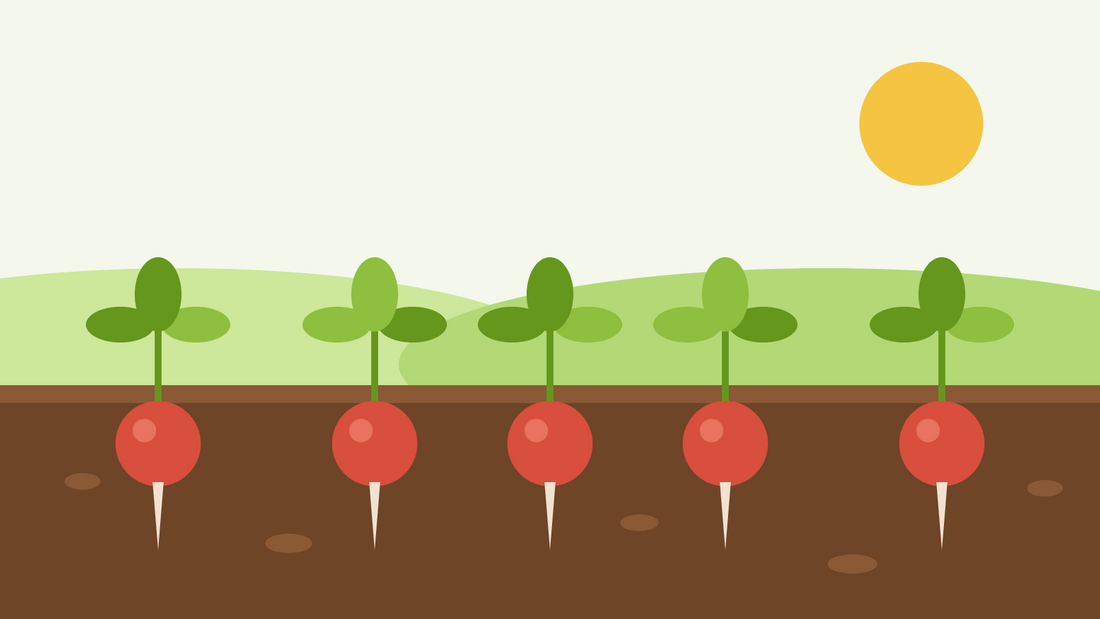 How to grow radishes from seed — flat illustration of a row of round red radishes in dark soil with green leaf tops under a bright sun