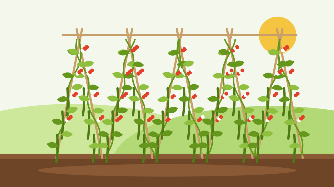 How to grow runner beans from seed — flat illustration of a double row of bean canes covered in climbing runner bean vines with scarlet and white flowers and hanging pods