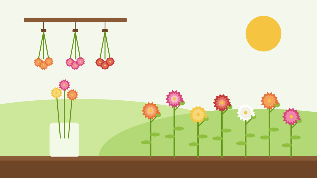Strohblumen aus Samen ziehen — flache Illustration bunter Strohblumen in einem sonnigen Beet, kopfüber zum Trocknen aufgehängter Sträuße und eines Glases mit Trockenblumen