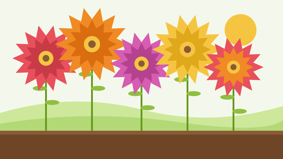 How to grow zinnias from seed — flat illustration of red, orange, pink and yellow zinnia flowers on tall stems in a sunny summer bed