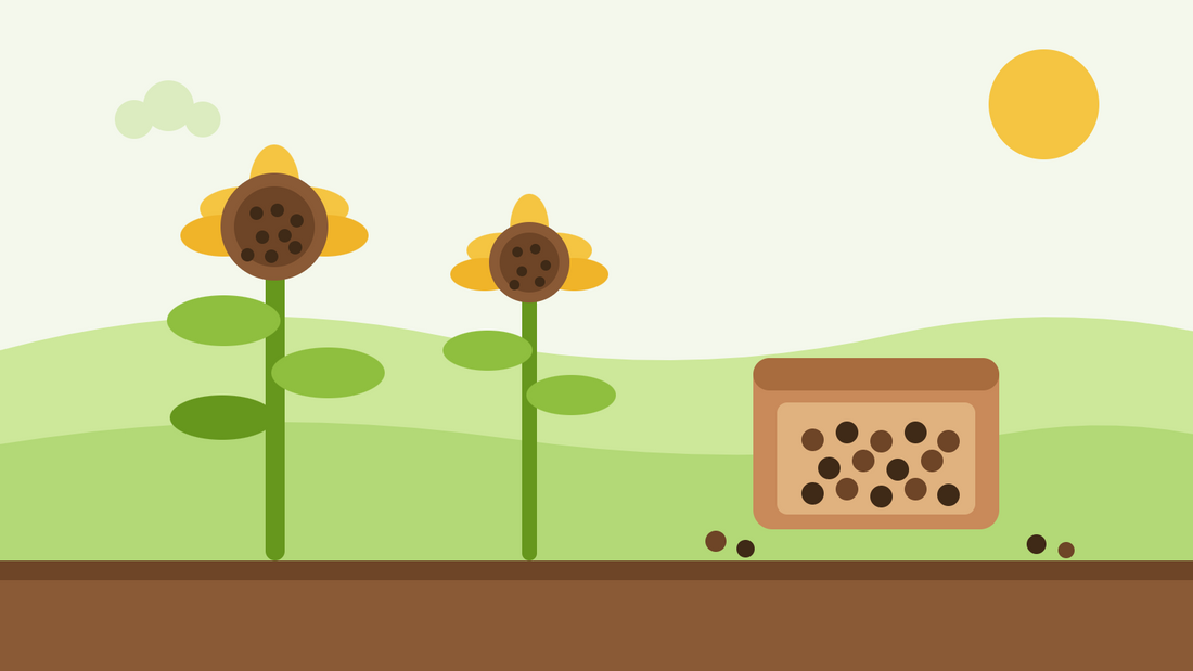How to harvest sunflower seeds — flat illustration of two ripe sunflower heads full of seed beside a drying tray of harvested seeds