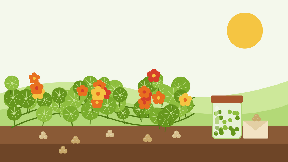 How to save nasturtium seeds — flat illustration of trailing nasturtiums with orange and red flowers, ripe seed clusters on the soil, a jar of green capers and a seed envelope