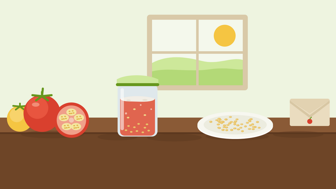 How to save tomato seeds — flat illustration of a halved ripe tomato beside a jar of fermenting seed pulp, a plate of dried tomato seeds and a paper seed envelope on a kitchen windowsill