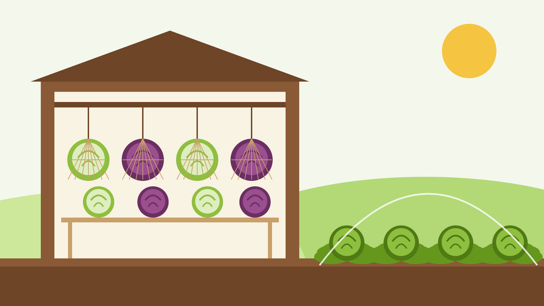 Kohl über den Winter lagern — flache Illustration von Weiß- und Rotkohlköpfen in Netzen und auf einem Lattenregal in einem Gartenschuppen, draußen Wirsing unter einem Schutznetz