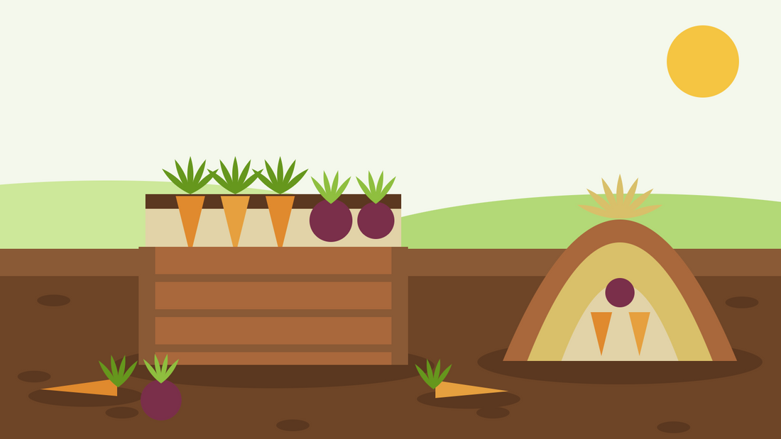 How to store root vegetables over winter — flat illustration of carrots and beetroot bedded in a wooden box of damp sand beside a cutaway straw and soil clamp