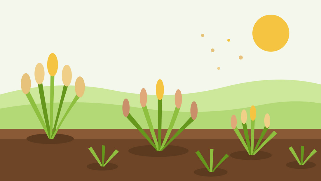 Ornamental grasses from seed — flat illustration of clumps of ornamental grass with golden feathery plumes in a border under a bright sun