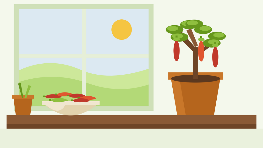 How to overwinter chilli plants — flat illustration of a pruned potted chilli plant on a windowsill beside a bowl of harvested red chillies