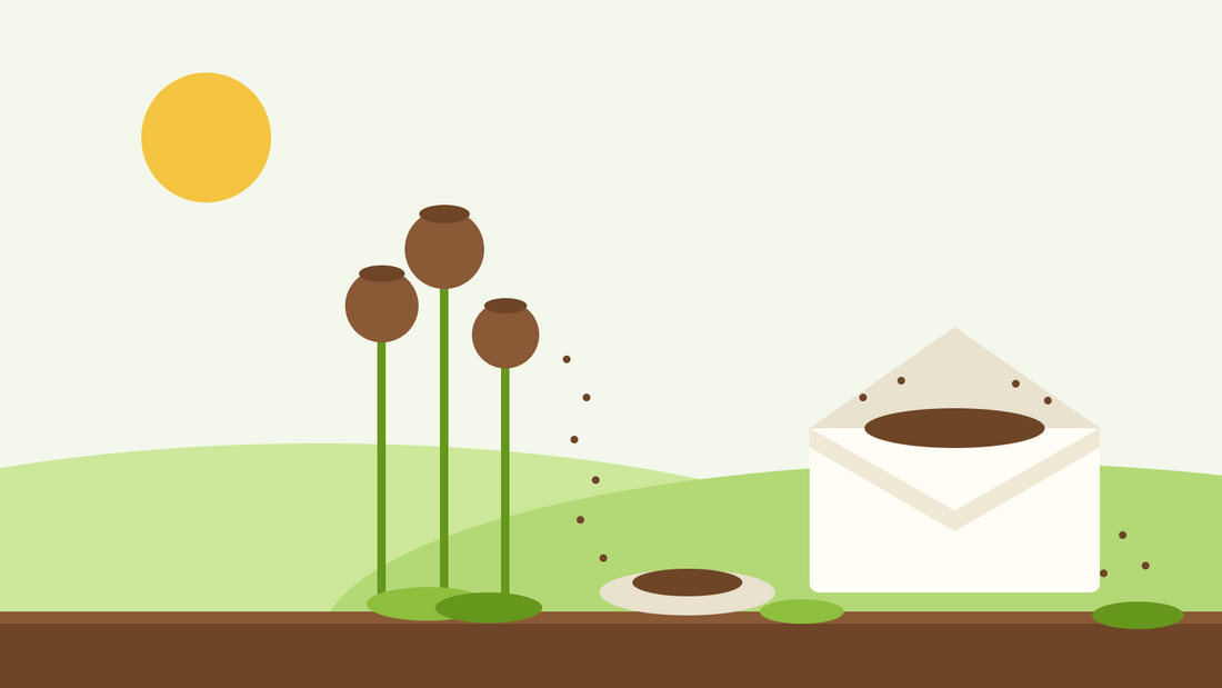 Seed saving — flat illustration of ripe poppy seed heads shedding seeds beside a saucer and an open paper envelope full of seed