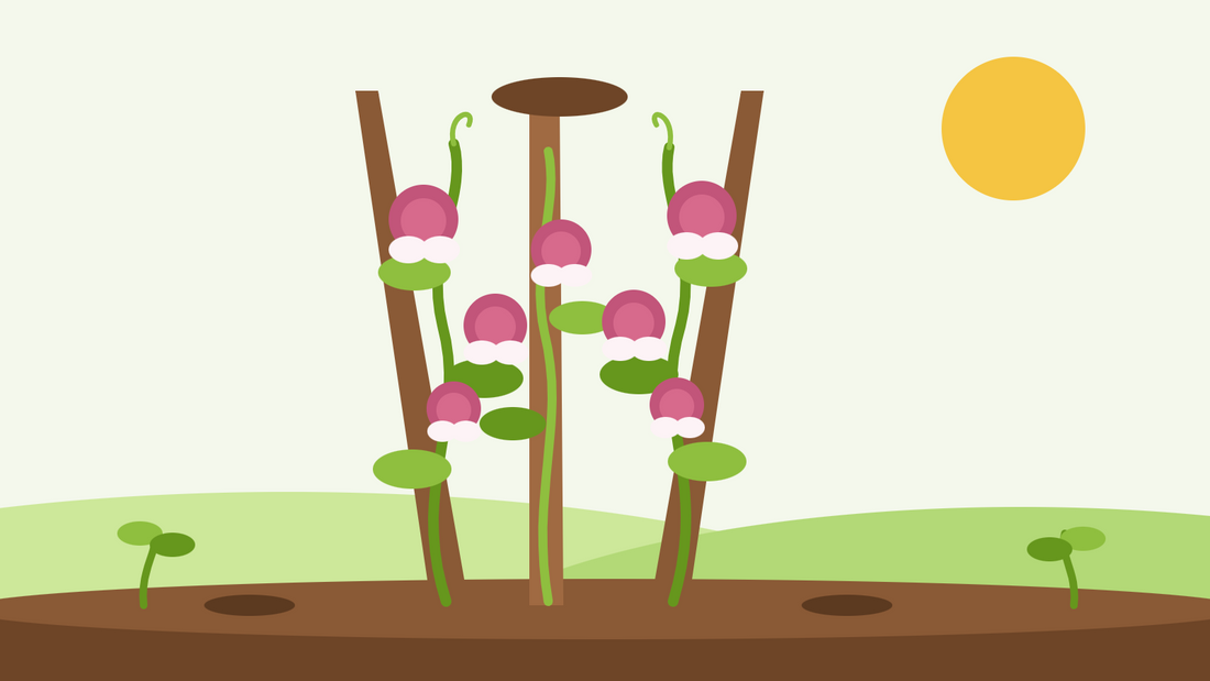 Painted Lady sweet pea — flat illustration of carmine-pink and white sweet pea flowers climbing a wigwam of poles in a green garden