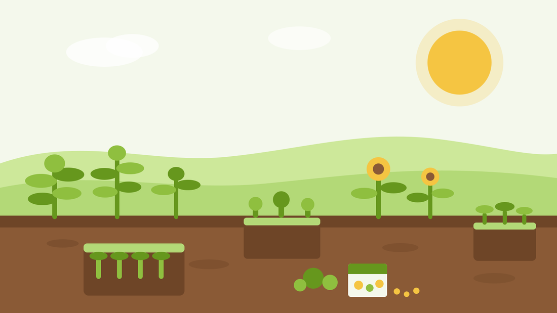 What to sow in August — flat illustration of seed trays with salad seedlings, sunflowers and a seed packet in a summer garden