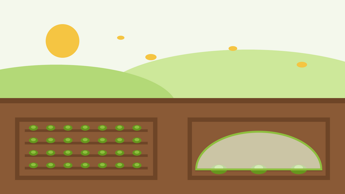 What to sow in September — flat illustration of a freshly sown seedbed and a cloche protecting autumn seedlings