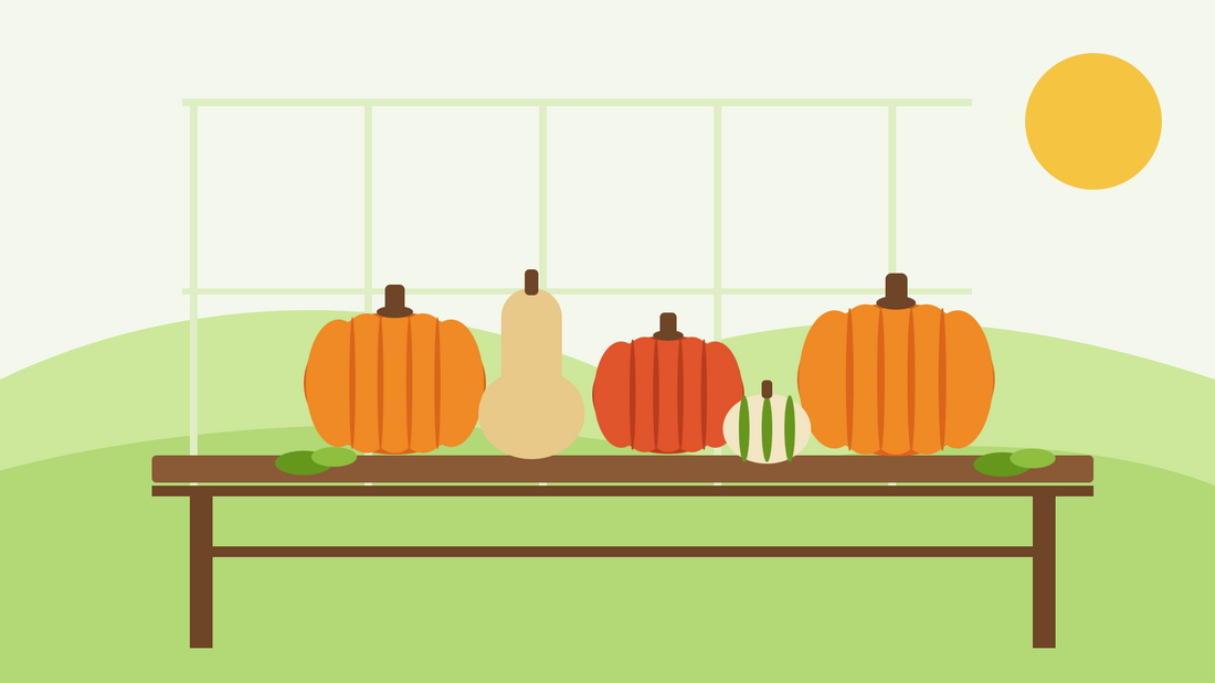 When to harvest pumpkins — flat illustration of orange pumpkins, a red kuri squash and a butternut curing on a wooden greenhouse bench in autumn sun