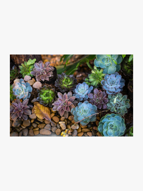 collection_image