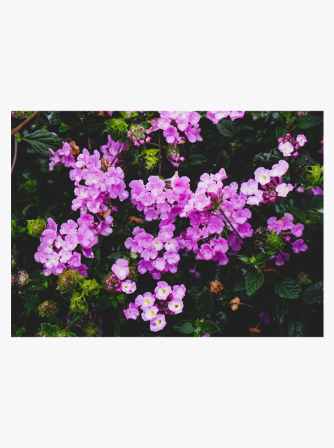 collection_image