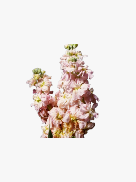 collection_image