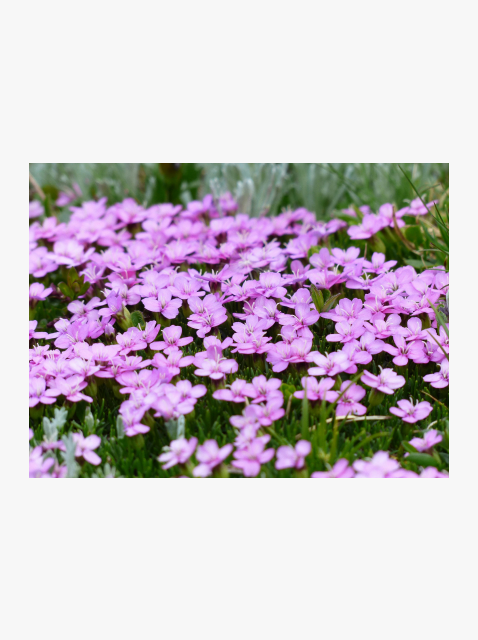 collection_image