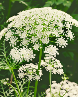 Toothpick The Giant Seeds Organic Ammi Visnaga Annual Flowers