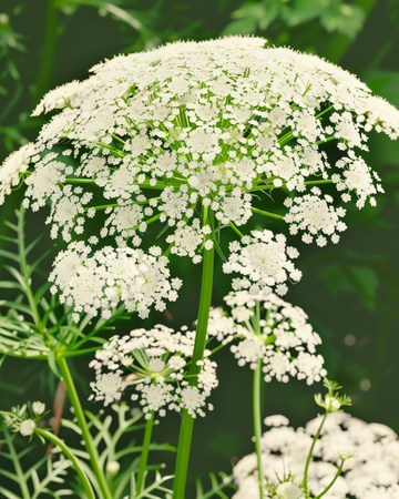 Toothpick The Giant Samen (Ammi visnaga) – Bio-einjährige Blume