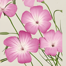 Corncockle Milas Seeds Organic Agrostemma Githago Annual Flower